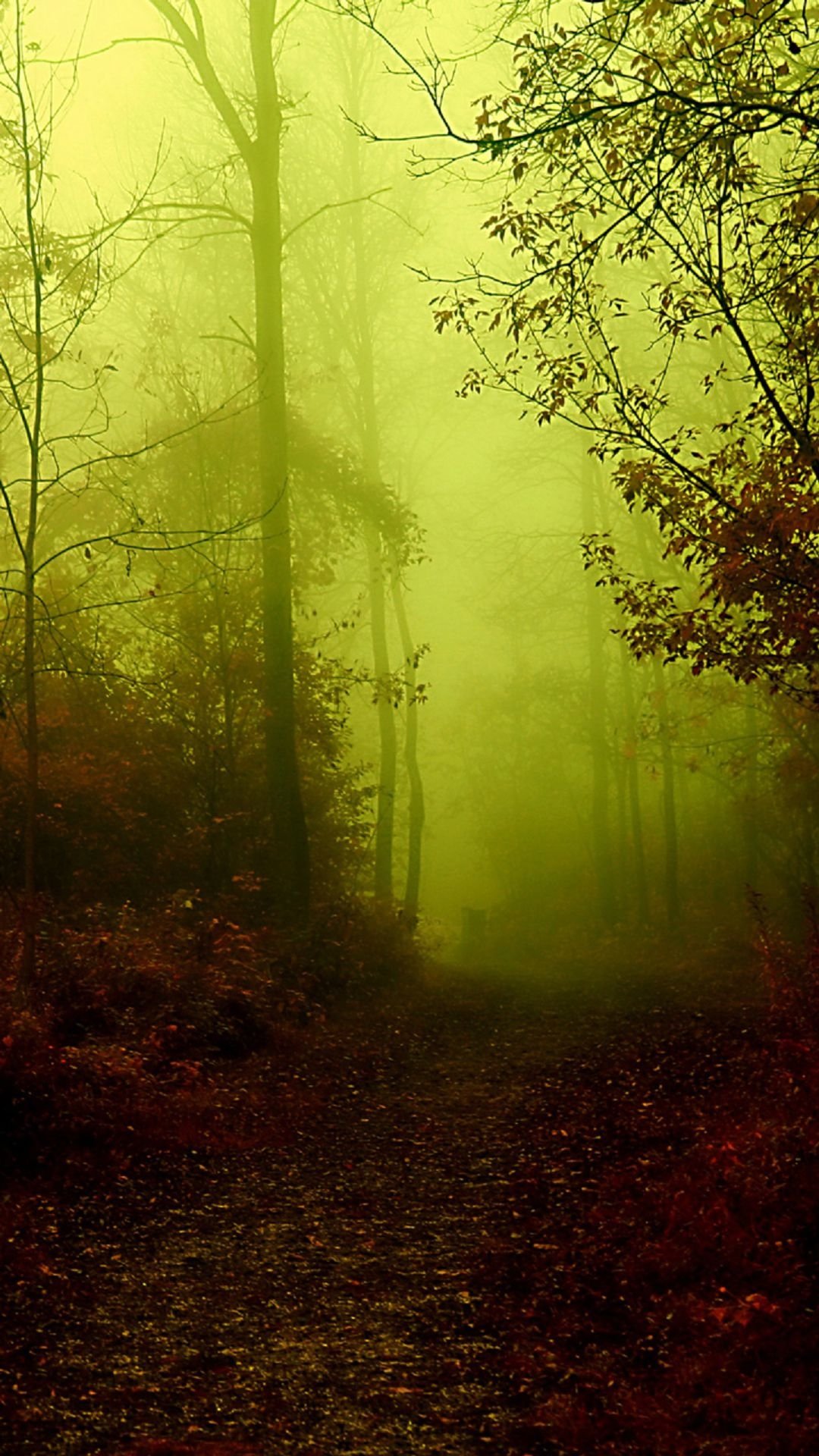 迷雾笼罩的怪异森林