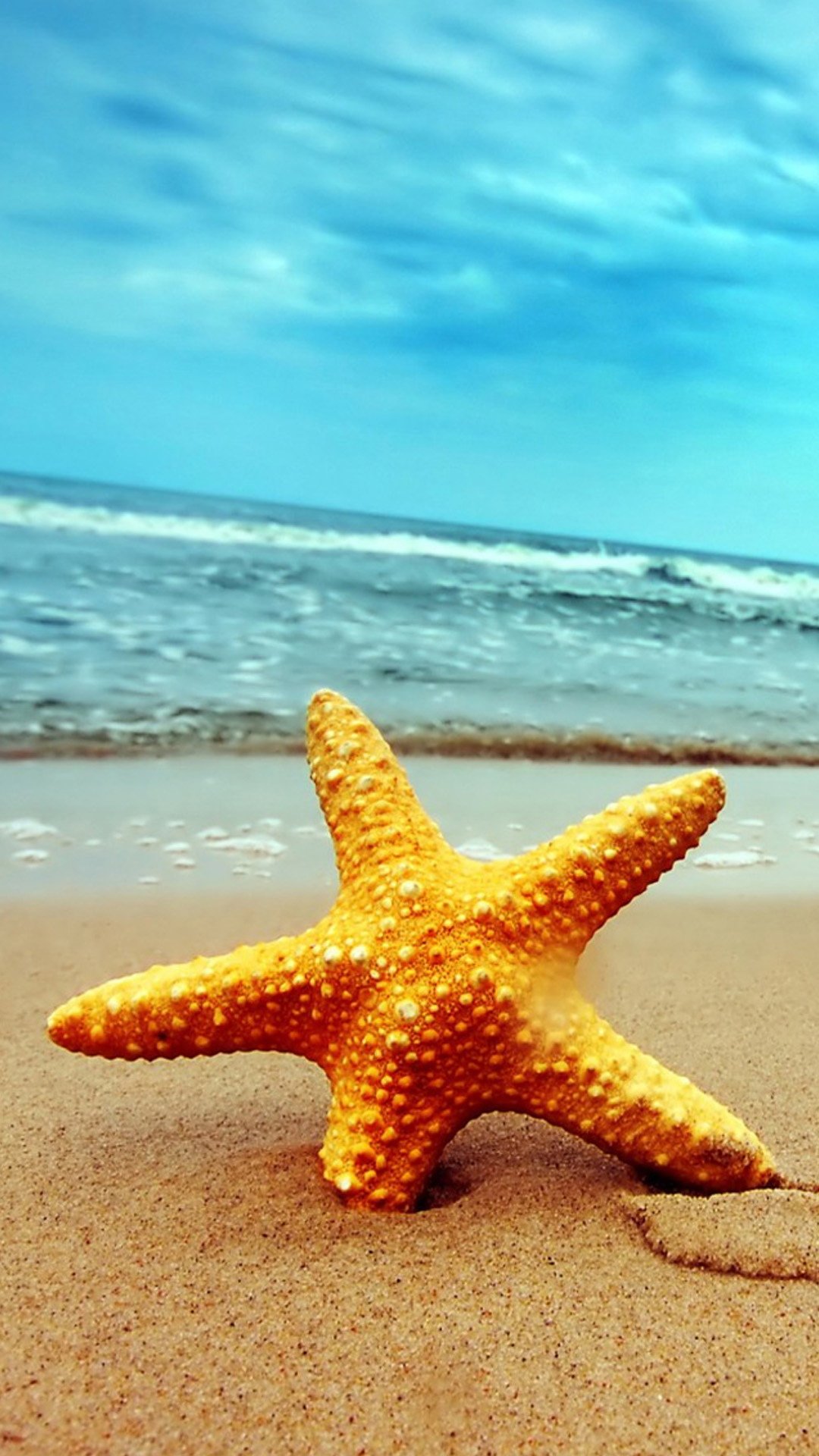 沙滩上海星