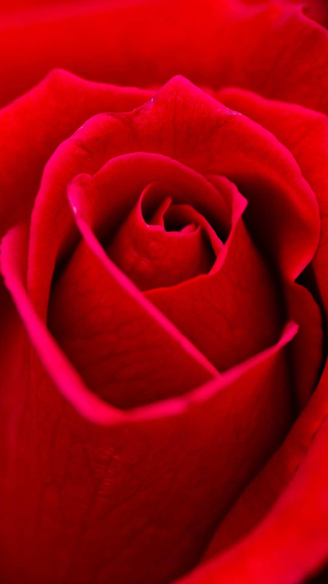 美丽的红色玫瑰花微距拍摄