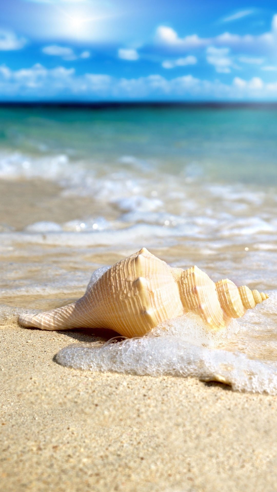 遗落在干净沙滩上的贝壳
