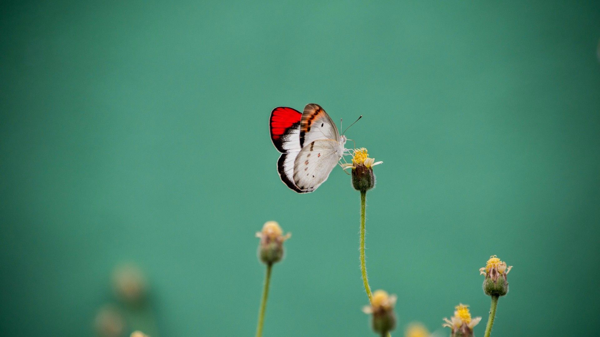花丛间飞舞的蝴蝶