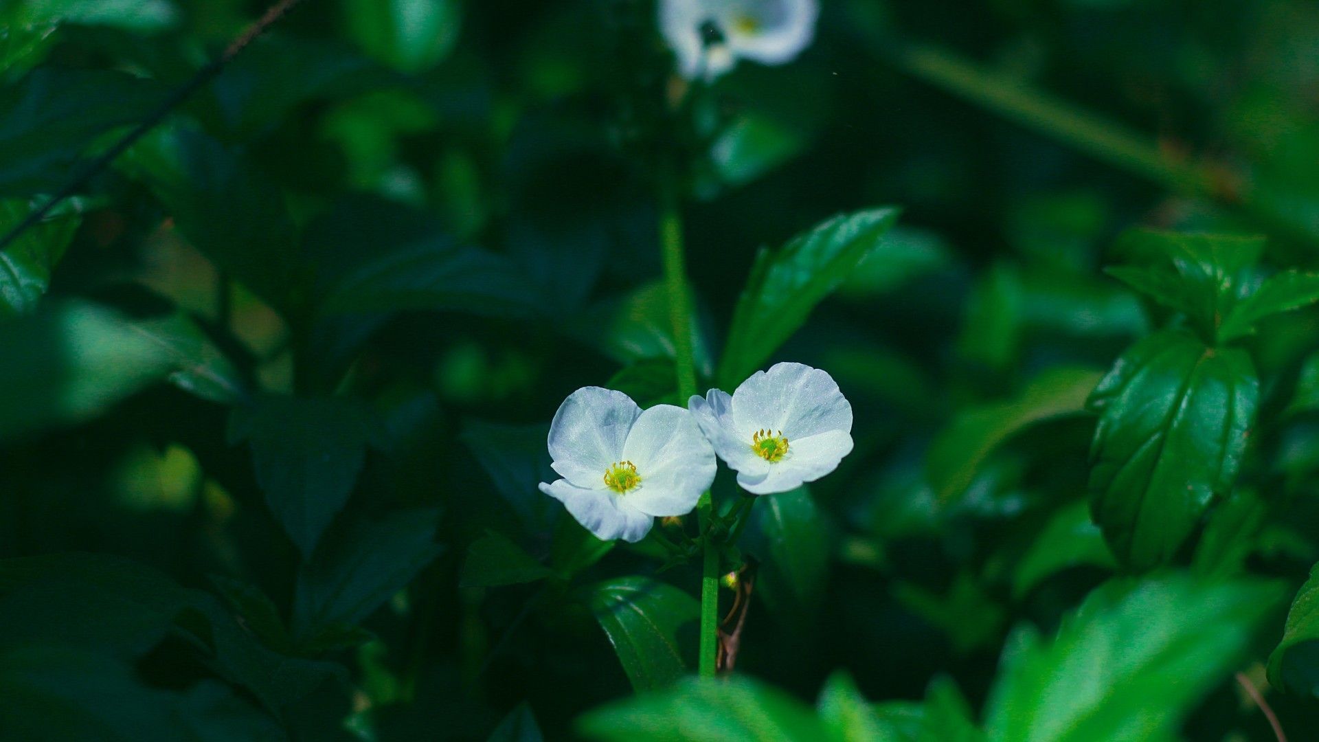 低角度微距拍摄各式花卉