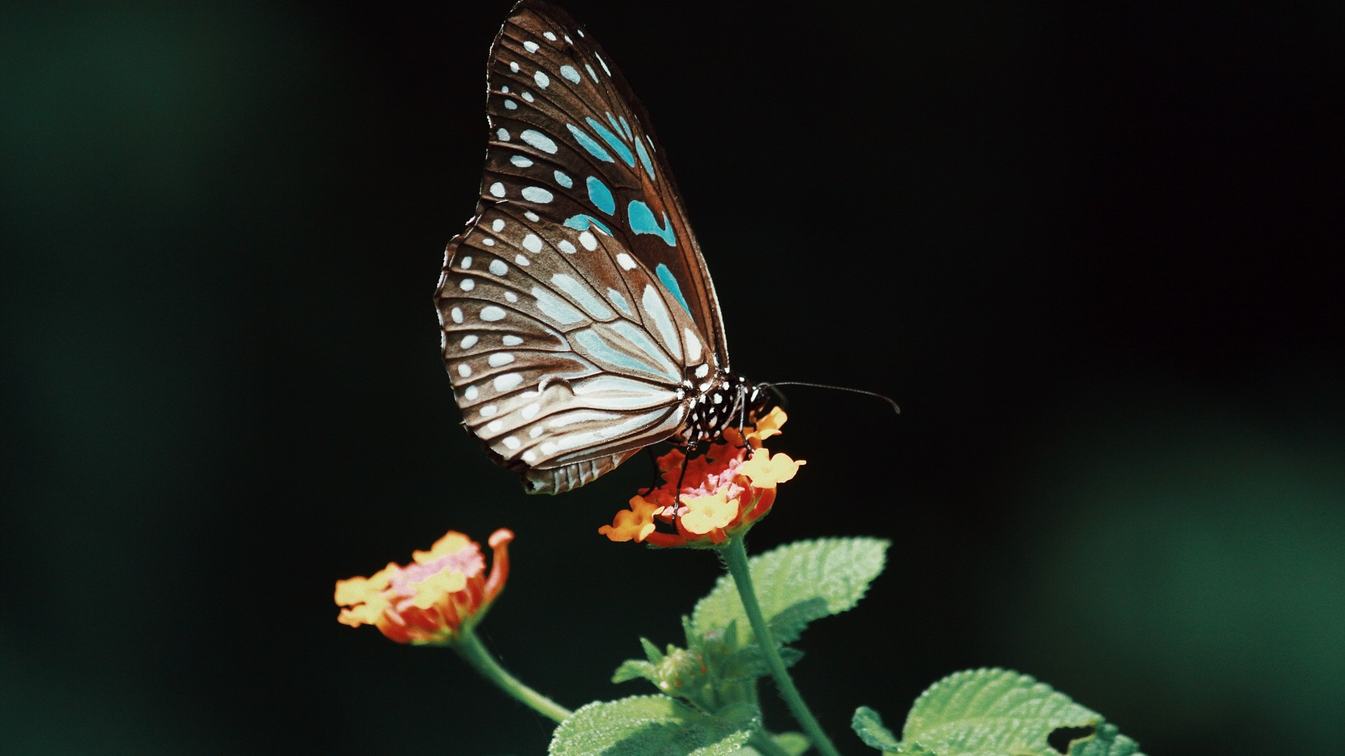 蝴蝶和花朵高清微距摄影壁纸