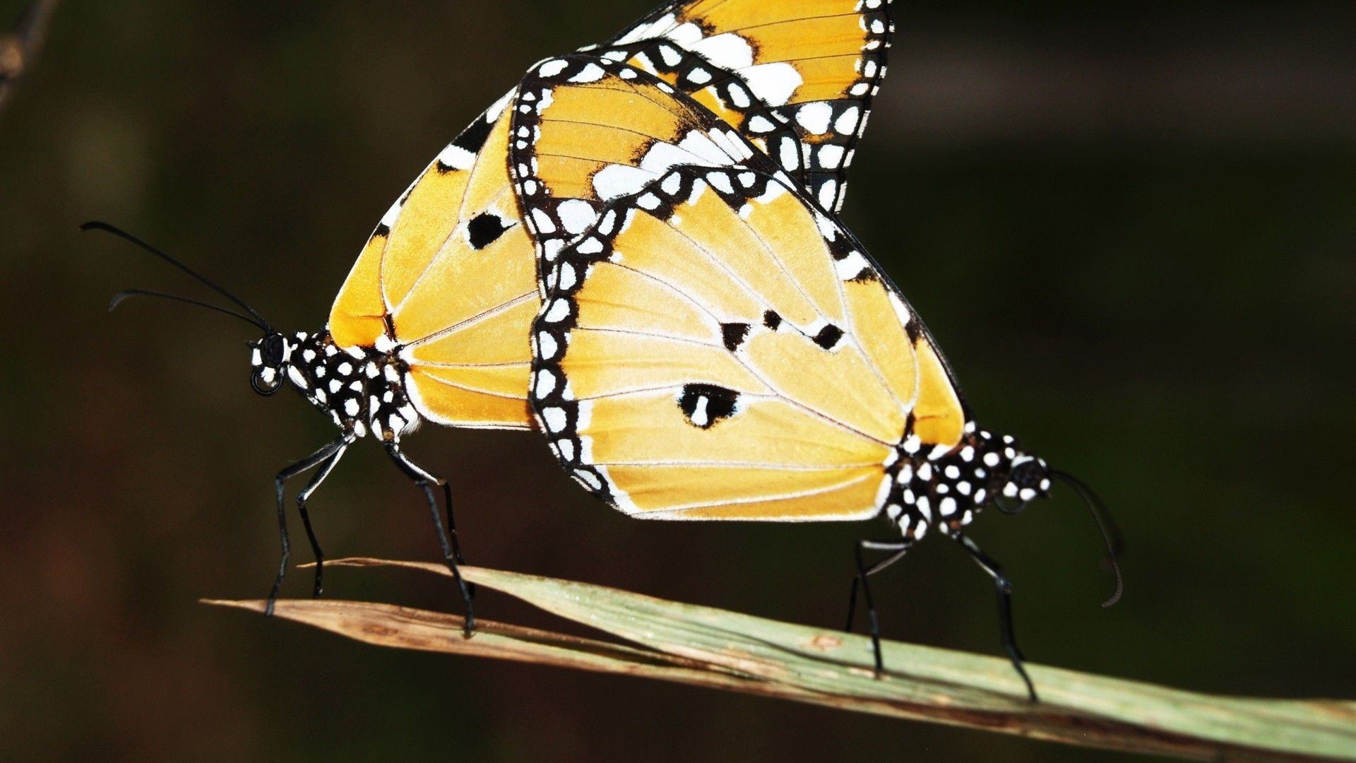 蝴蝶和花朵唯美意境系列高清微距摄影壁纸