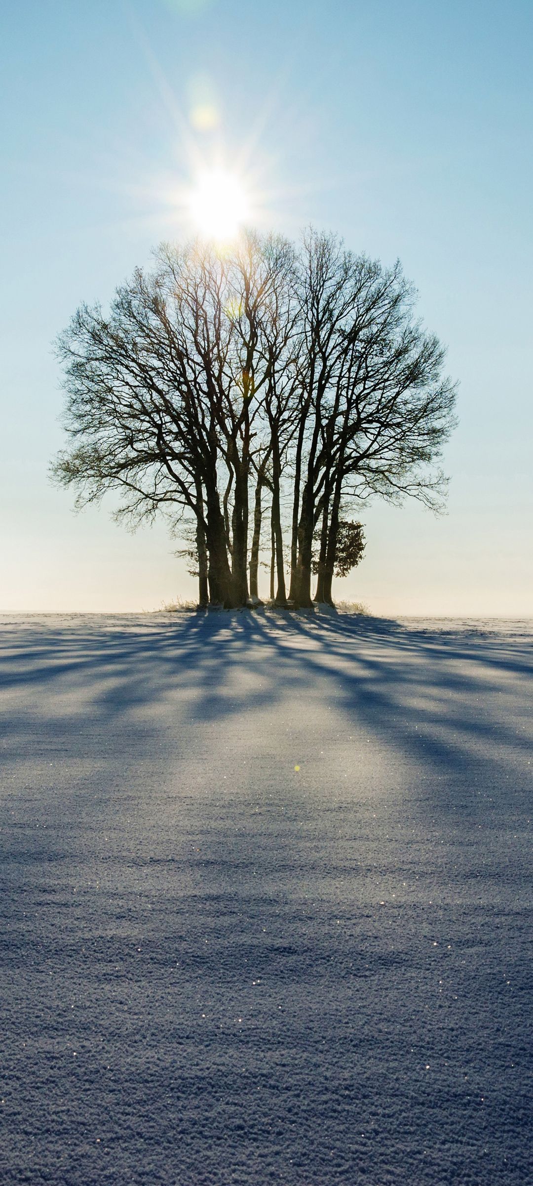 冬天阳光下郊外树木