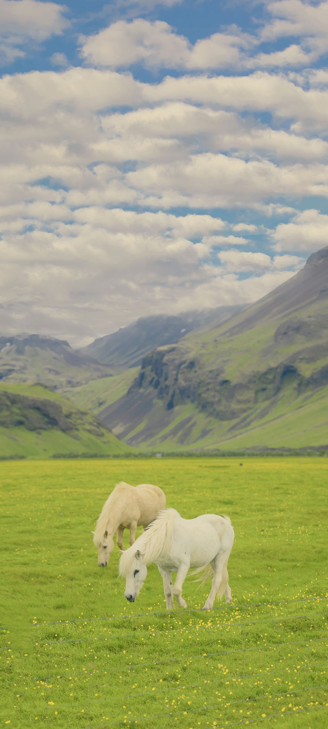 蓝天白云下的草原上两只马儿一起吃草