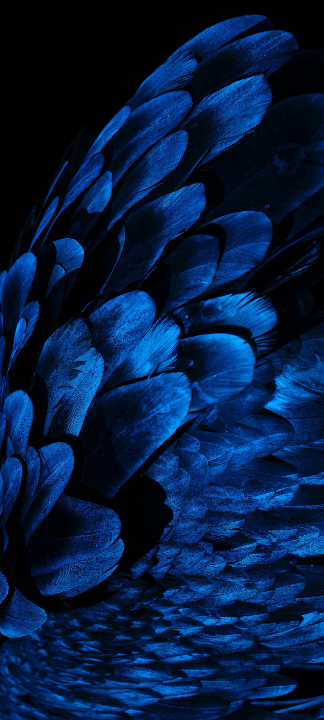 黑色背景下蓝色靓丽羽毛全屏手机壁纸