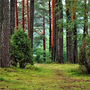 唯美绿色森林公园风景图片