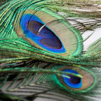 漂亮光鲜的孔雀羽毛唯美系列头像