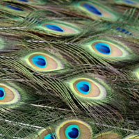 漂亮光鲜的孔雀羽毛唯美系列头像