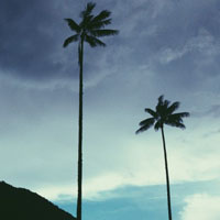 椰子果树图片头像