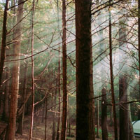 阳光透进树林森系头像