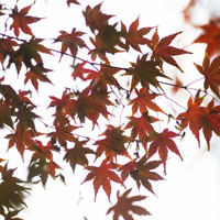 红绿枫叶头像图片