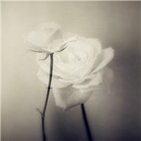 情人节白玫瑰头像