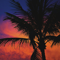 海滩边最美椰子树与大海海面和谐风景高清头像