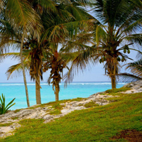 海滩边最美椰子树与大海海面和谐风景高清头像