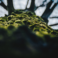 大自然的产物苔藓头像
