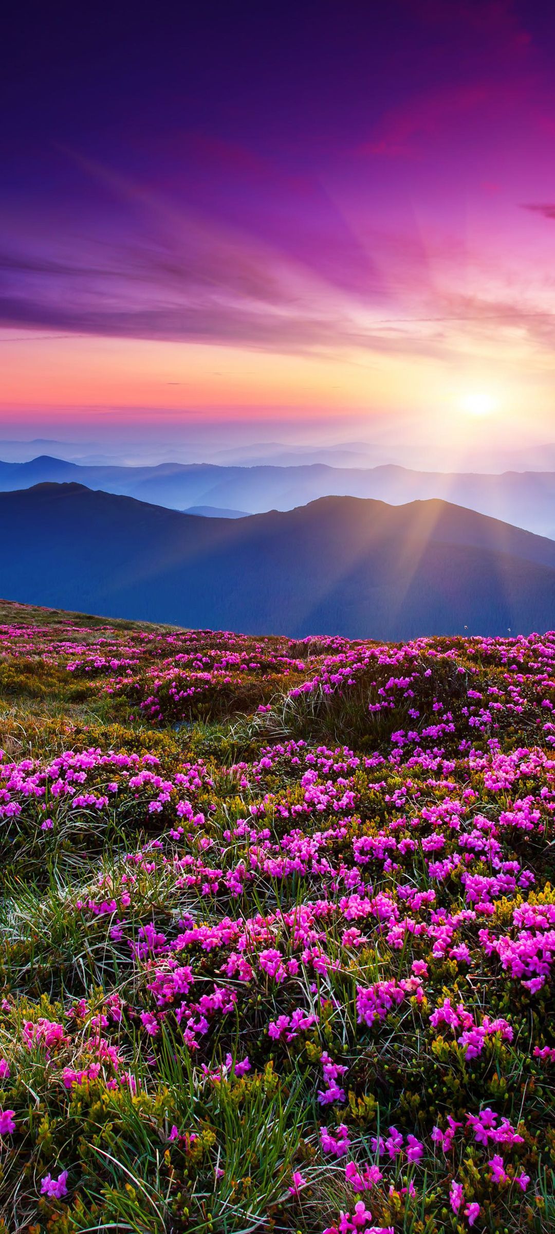 满山遍野的鲜花迎着升起的太阳绝色风景