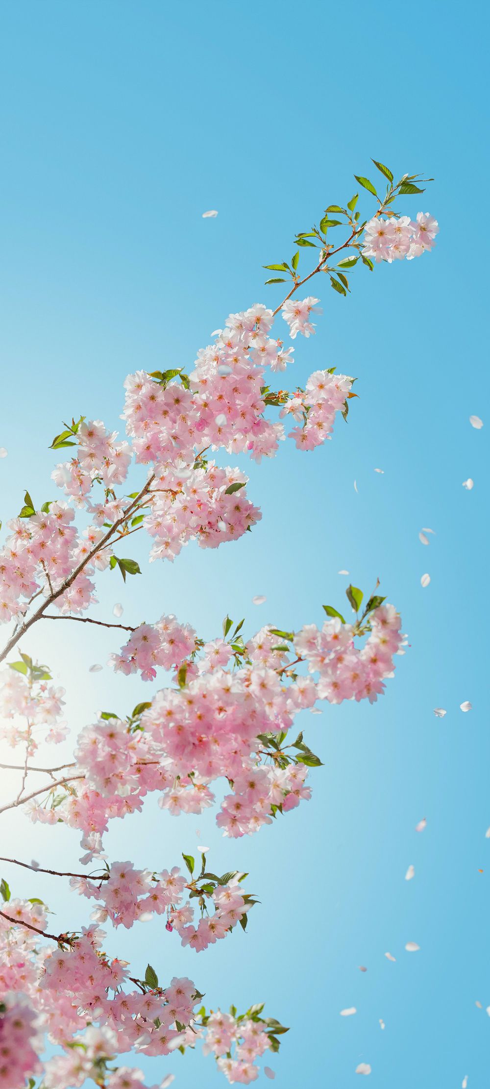 晴朗的天空映照樱花枝头上的樱花