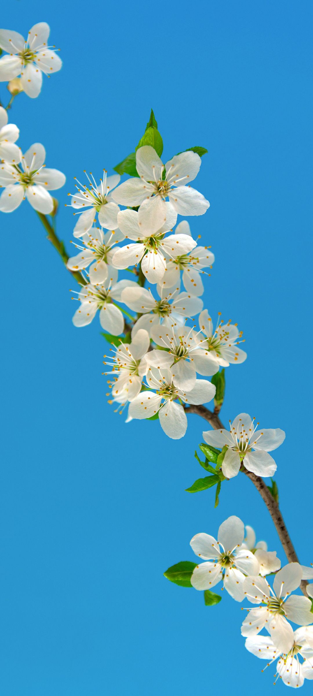 美丽的白色樱花花枝