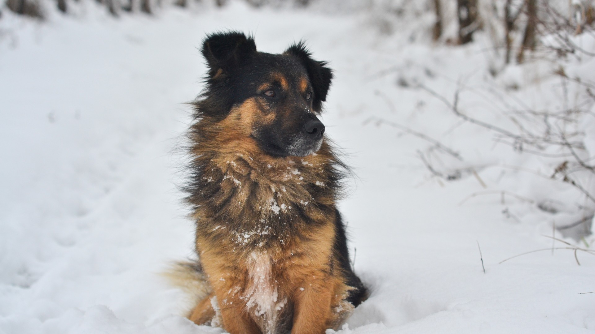 雪地里的狗狗撒欢满身雪点