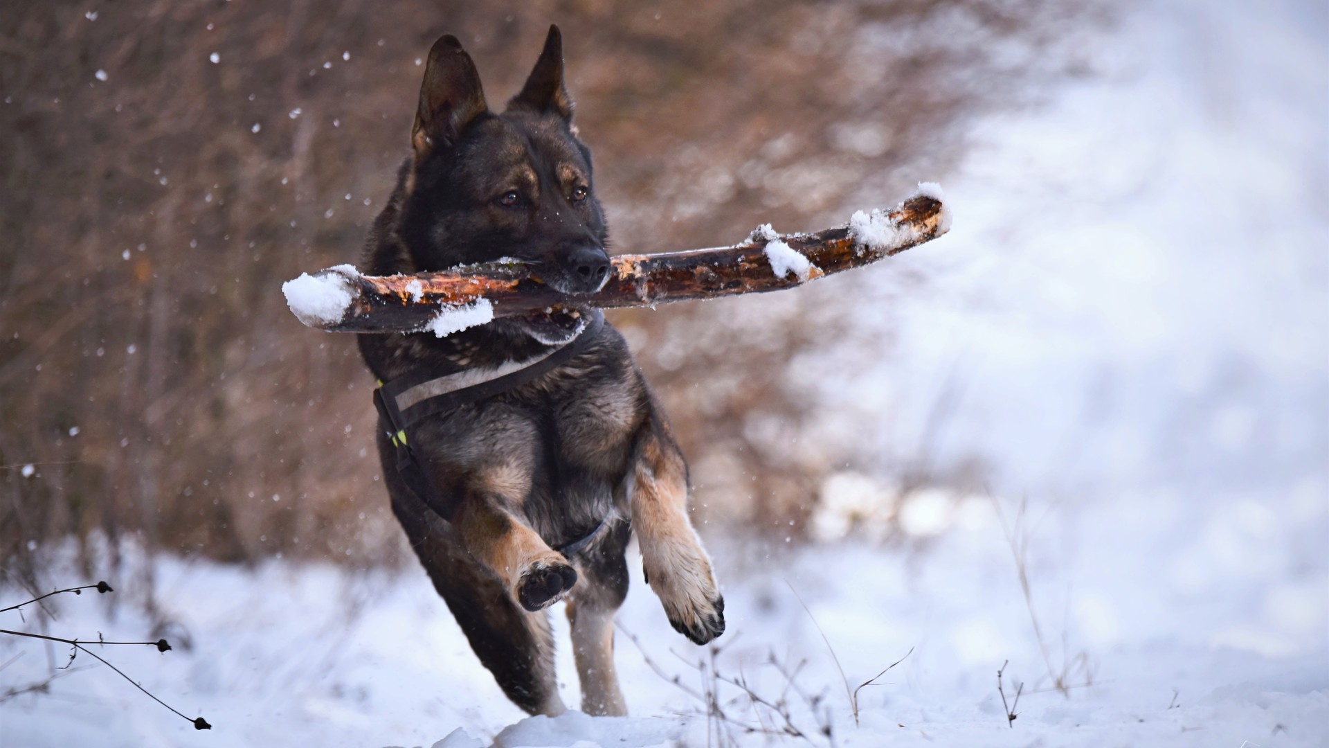 雪地里的狗狗撒欢满身雪点