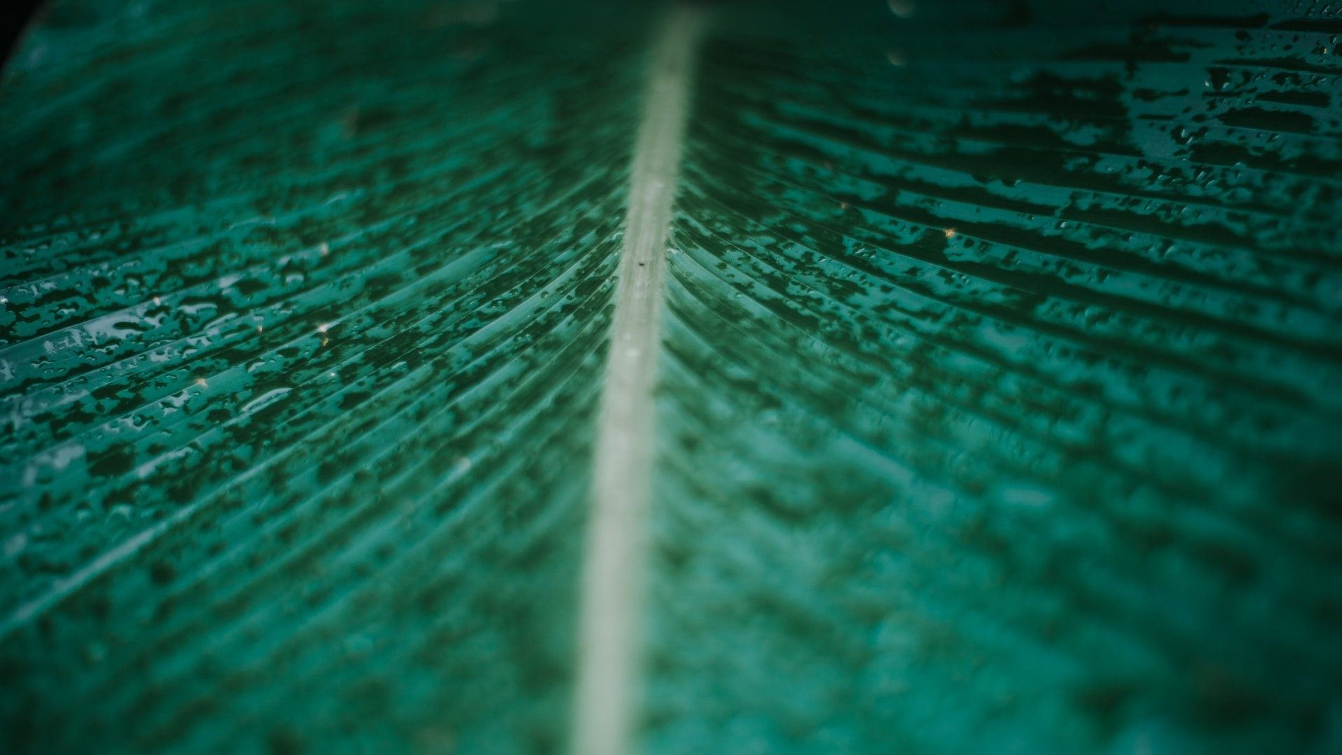 微距拍摄绿色叶片上露珠系列护眼桌面壁纸
