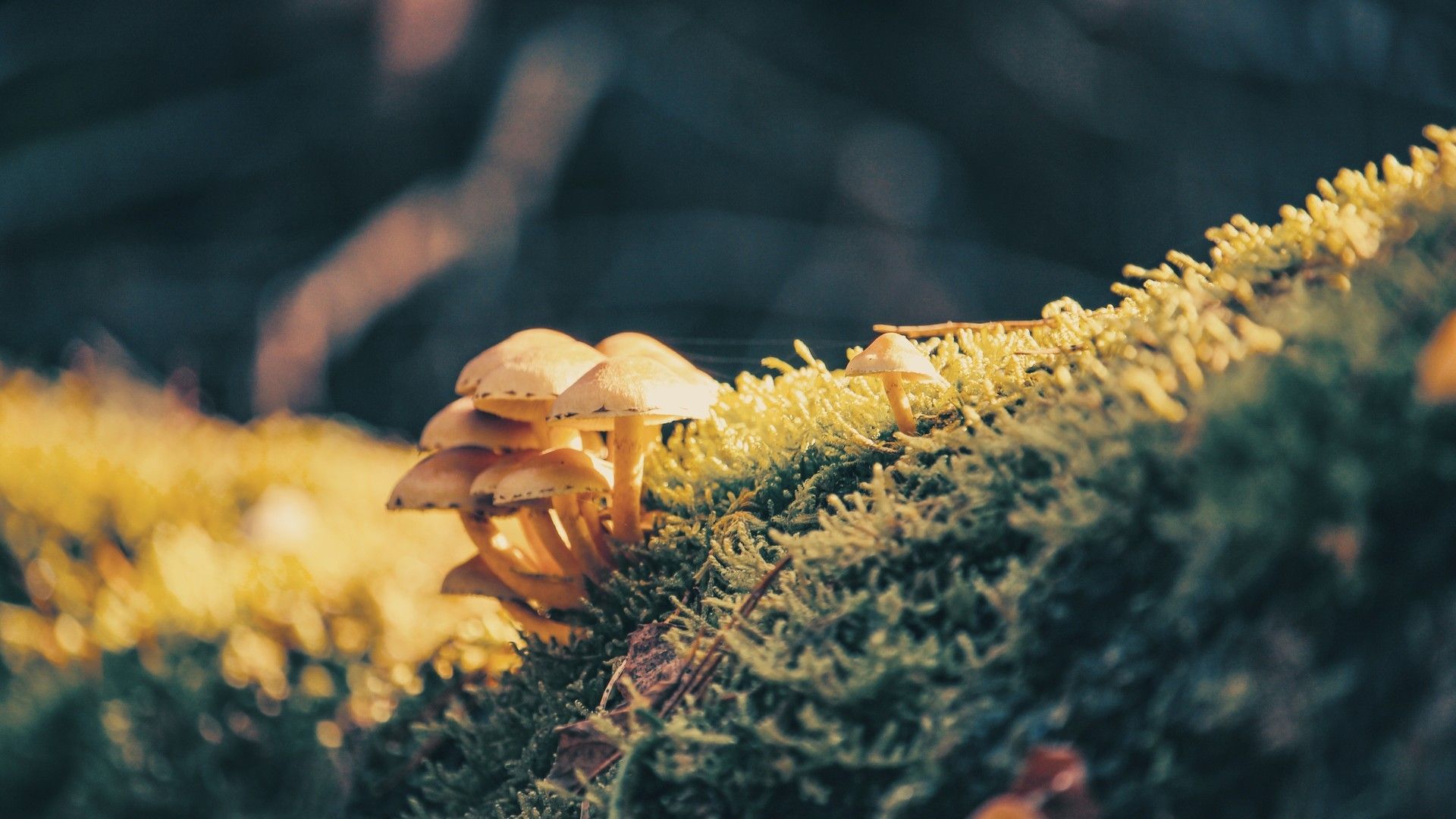 野外树林的野生蘑菇唯美高清