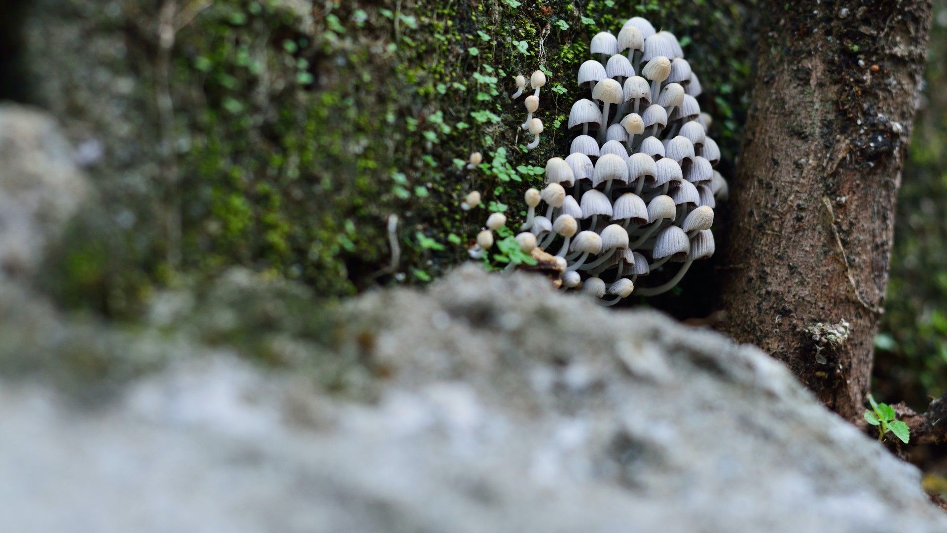野外树林的野生蘑菇唯美高清