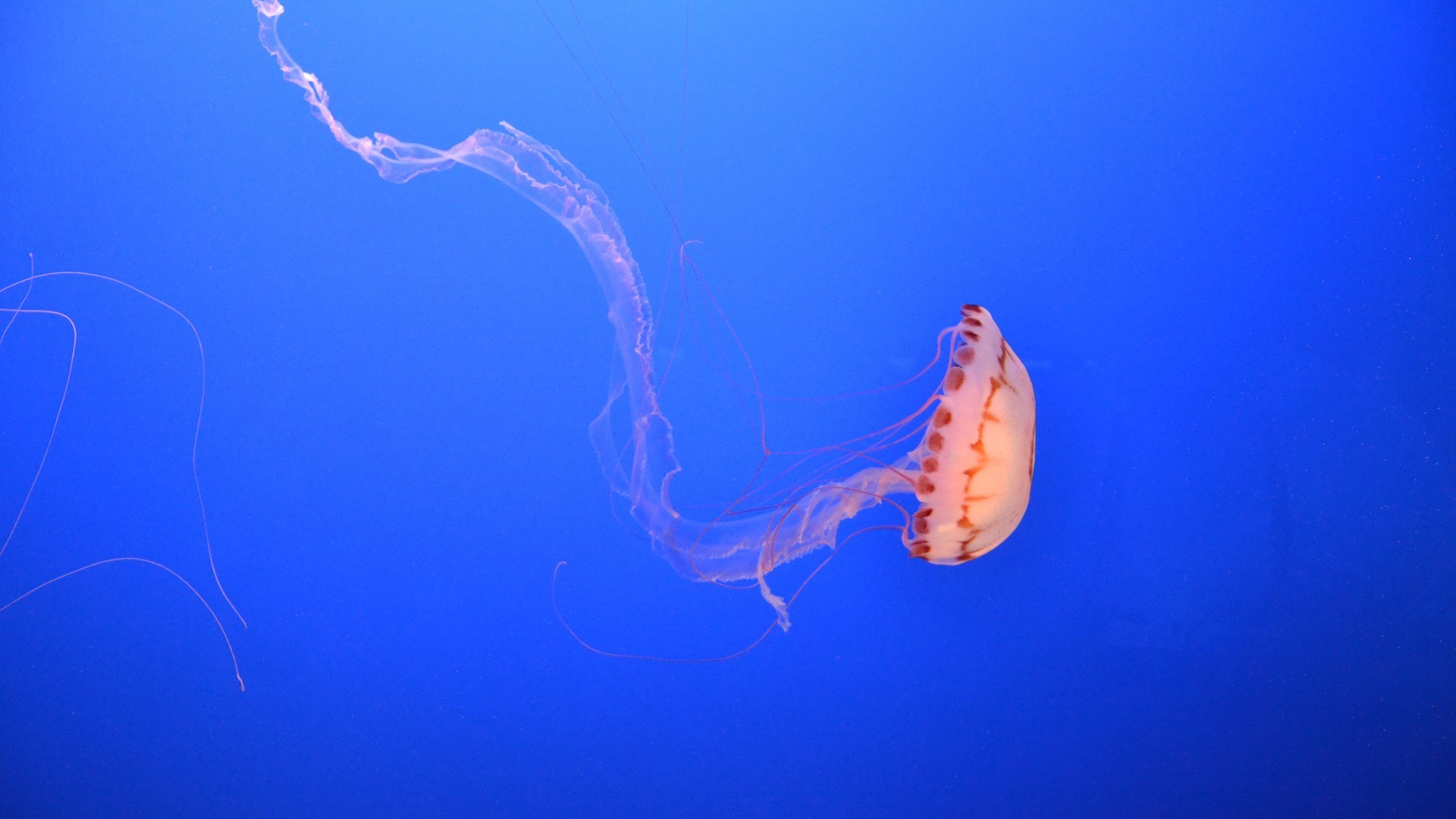 深海浮游生物水母五光十色唯美图片