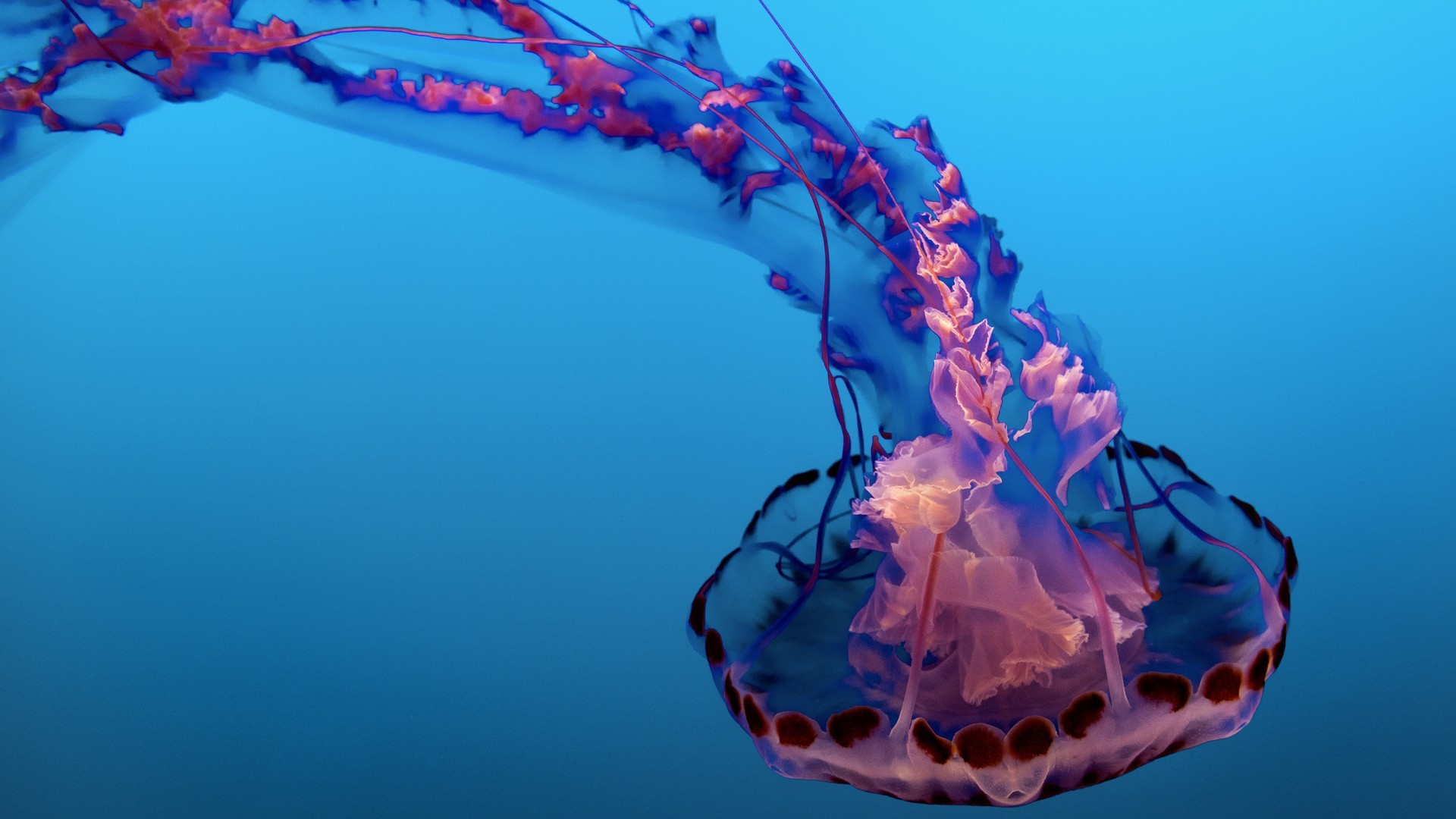 深海浮游生物水母五光十色唯美图片