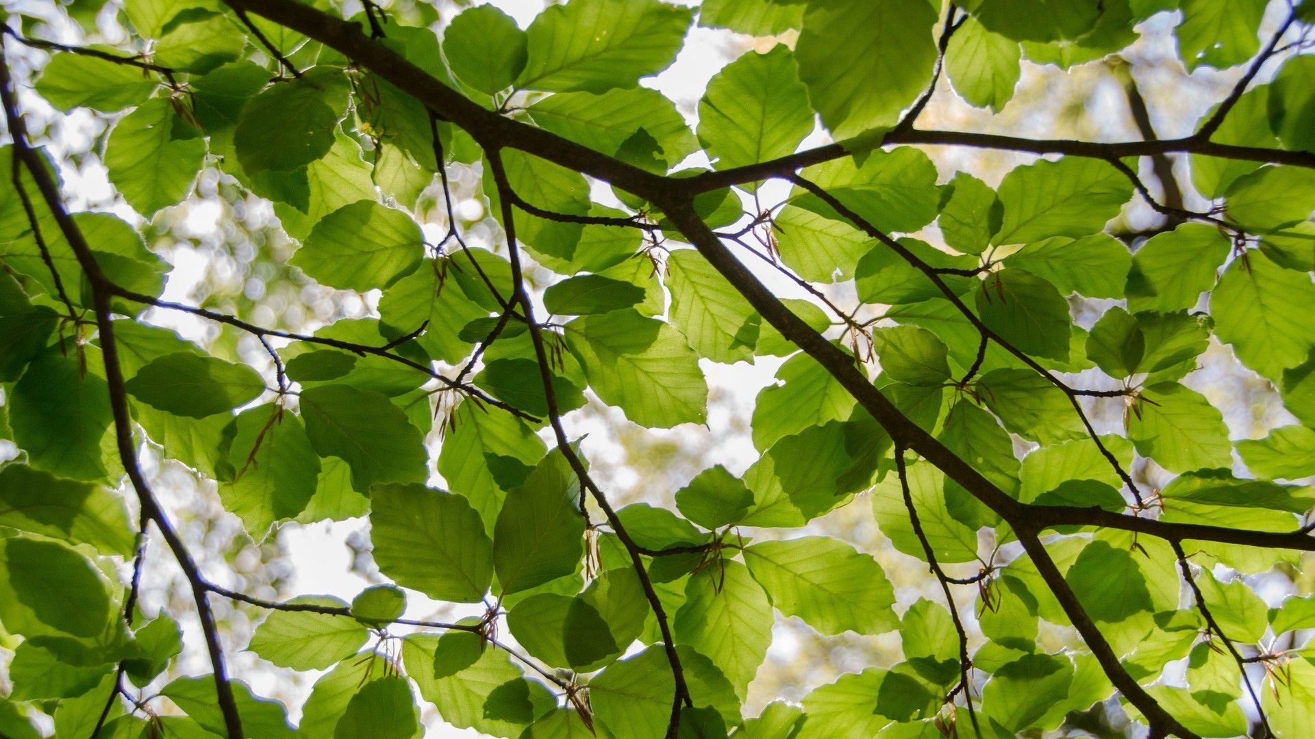 微距摄影各季节各品种的树叶唯美风格桌面壁纸