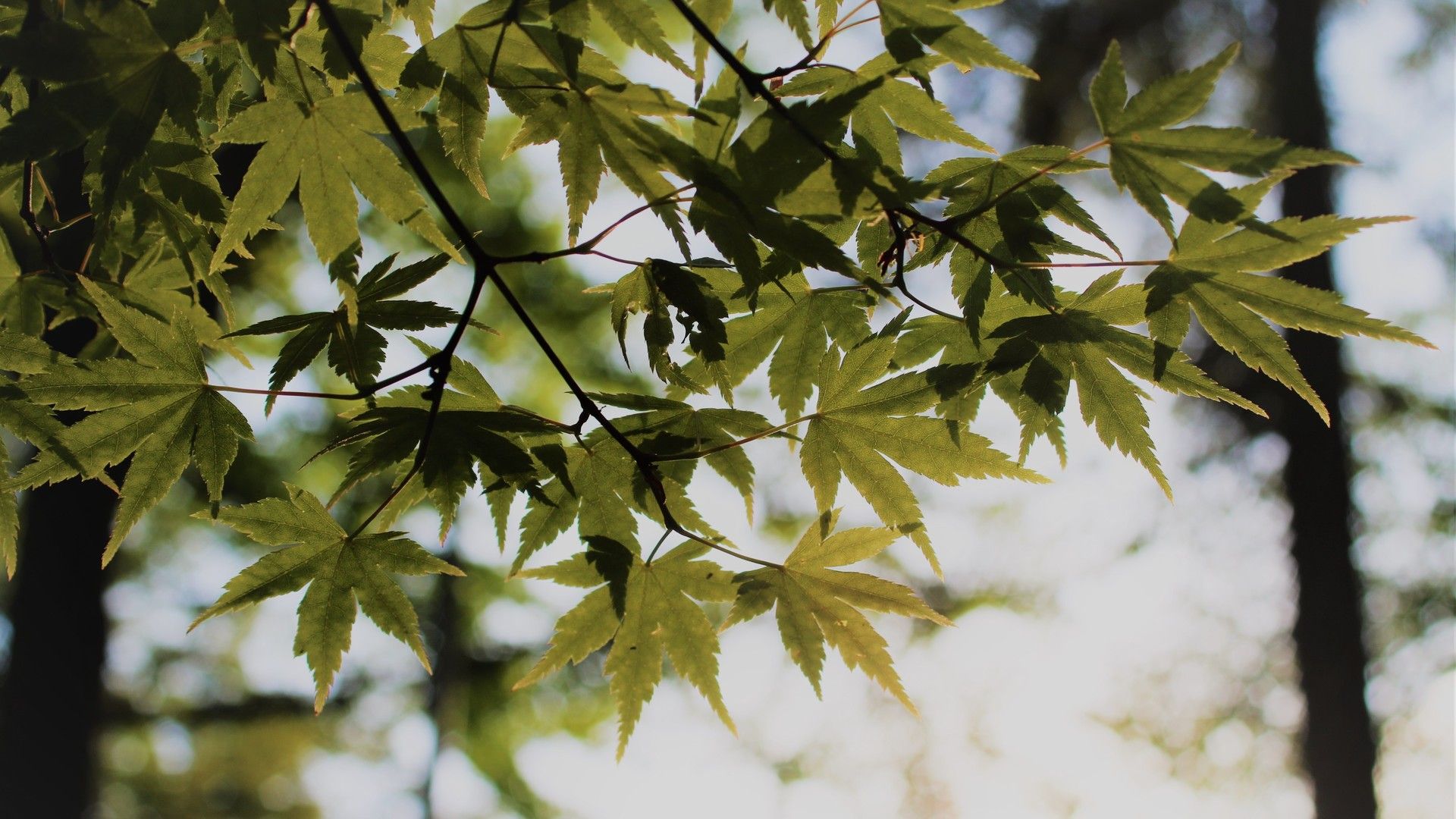微距摄影各季节各品种的树叶唯美风格桌面壁纸
