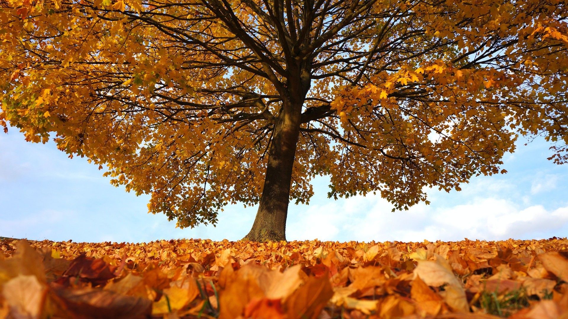秋季一棵树与大自然和谐共生系列桌面壁纸