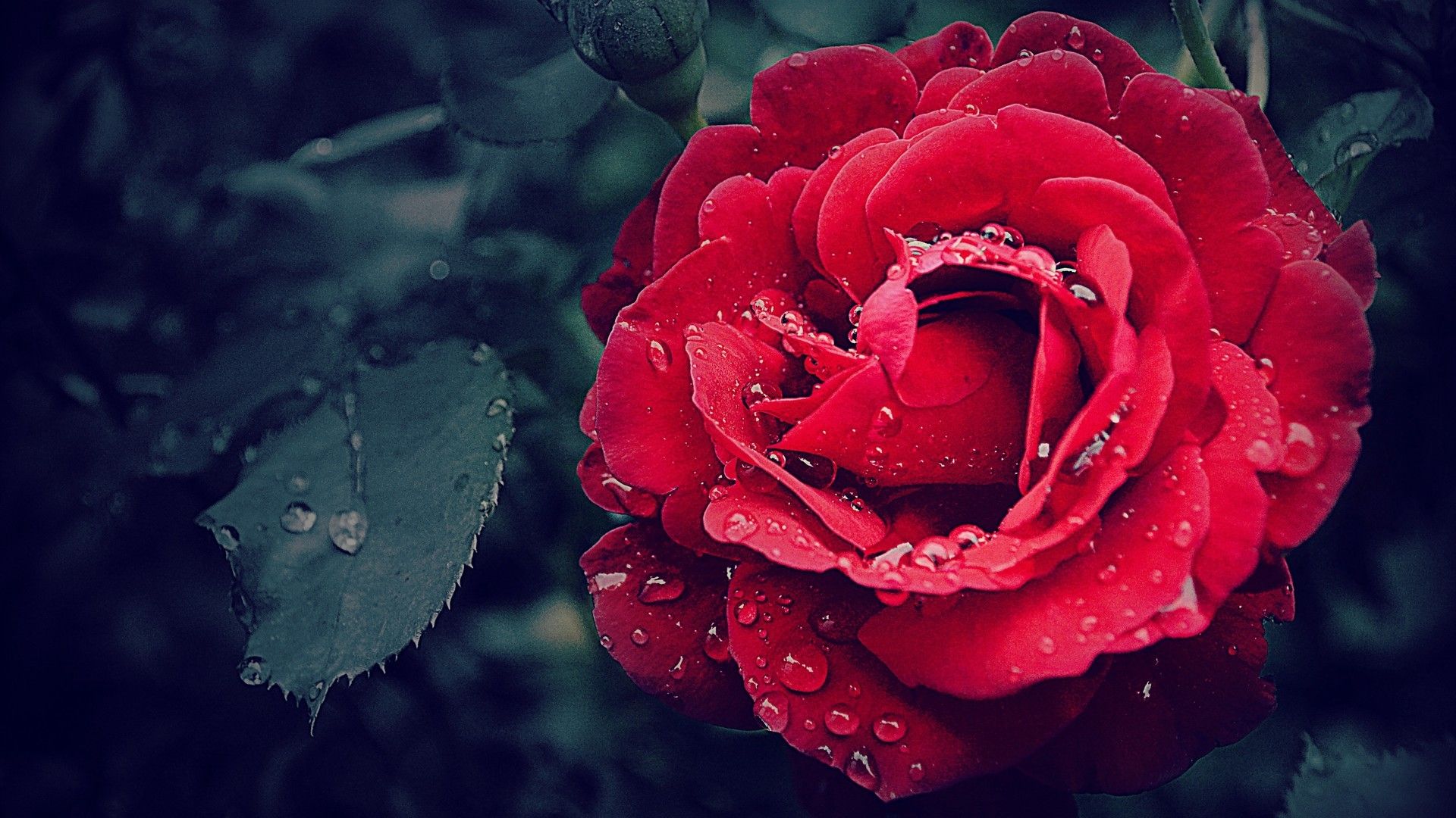 娇艳欲滴的玫瑰花象征彼此爱情桌面图片壁纸