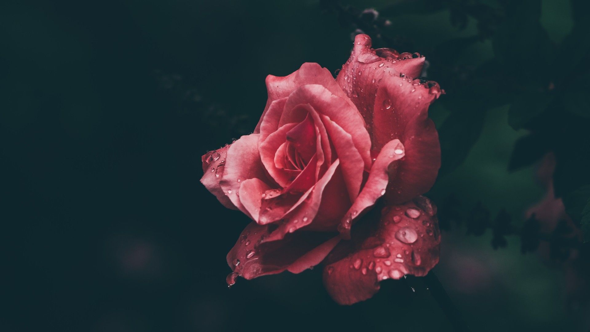 娇艳欲滴的玫瑰花象征彼此爱情桌面图片壁纸