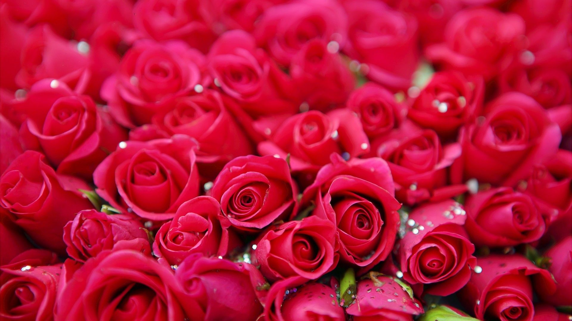 象征彼此爱情的娇艳玫瑰花系列桌面图片壁纸