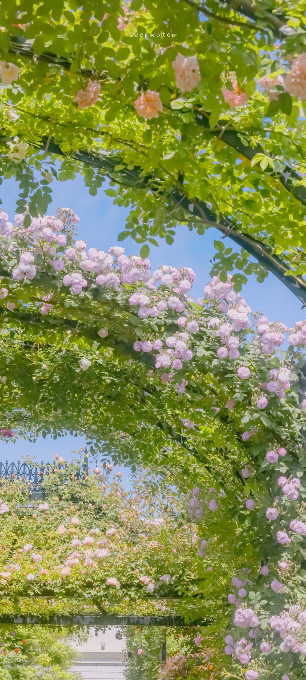 粉色樱花美丽花园下的笔直小道高清手机风景壁纸