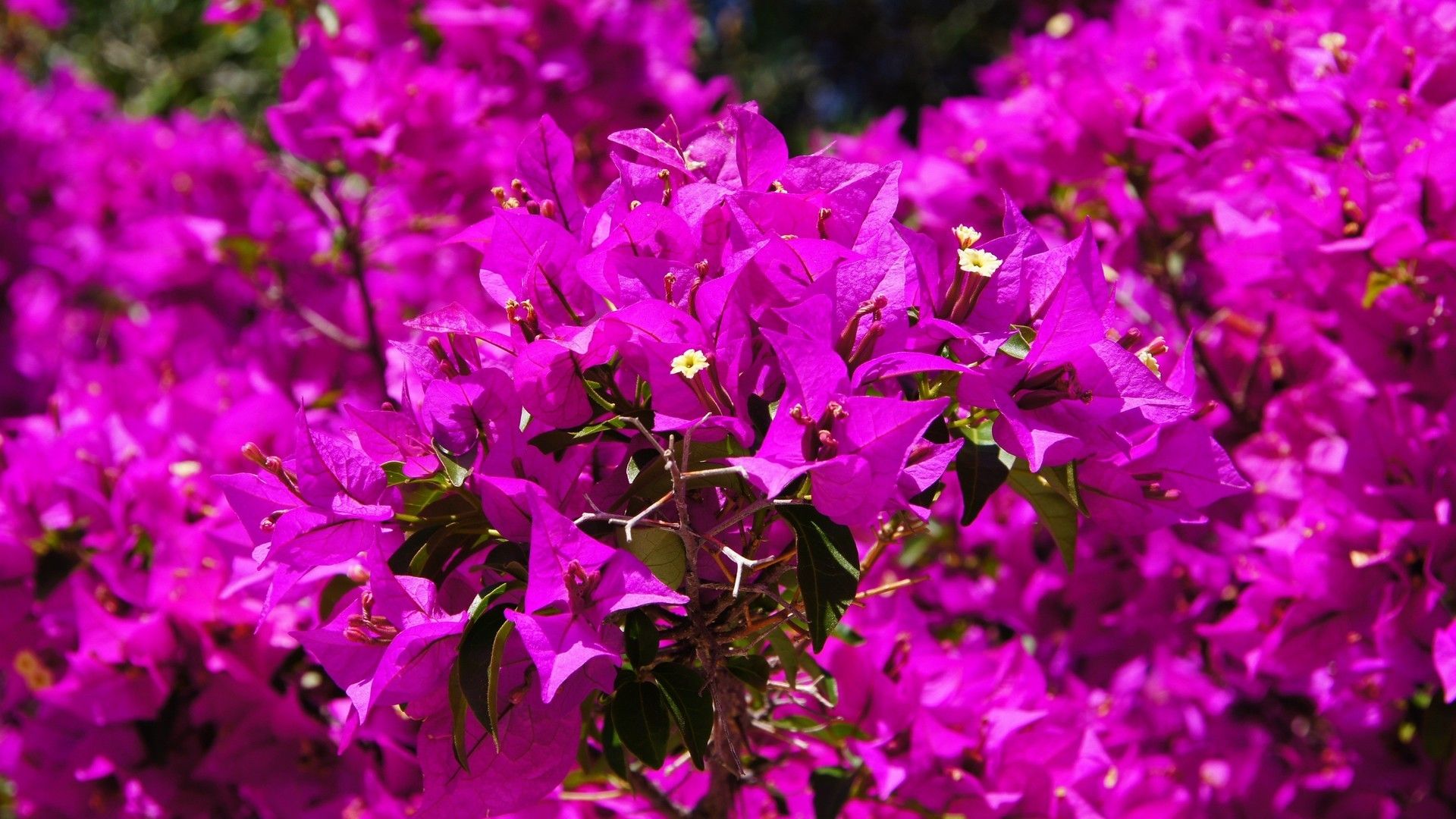 粉色系植物花卉高清唯美系列图片桌面壁纸