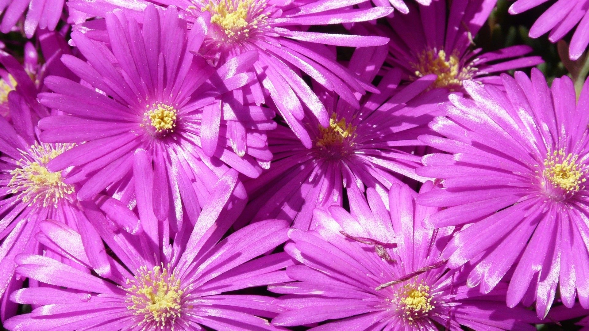 粉色系植物花卉高清唯美系列图片桌面壁纸