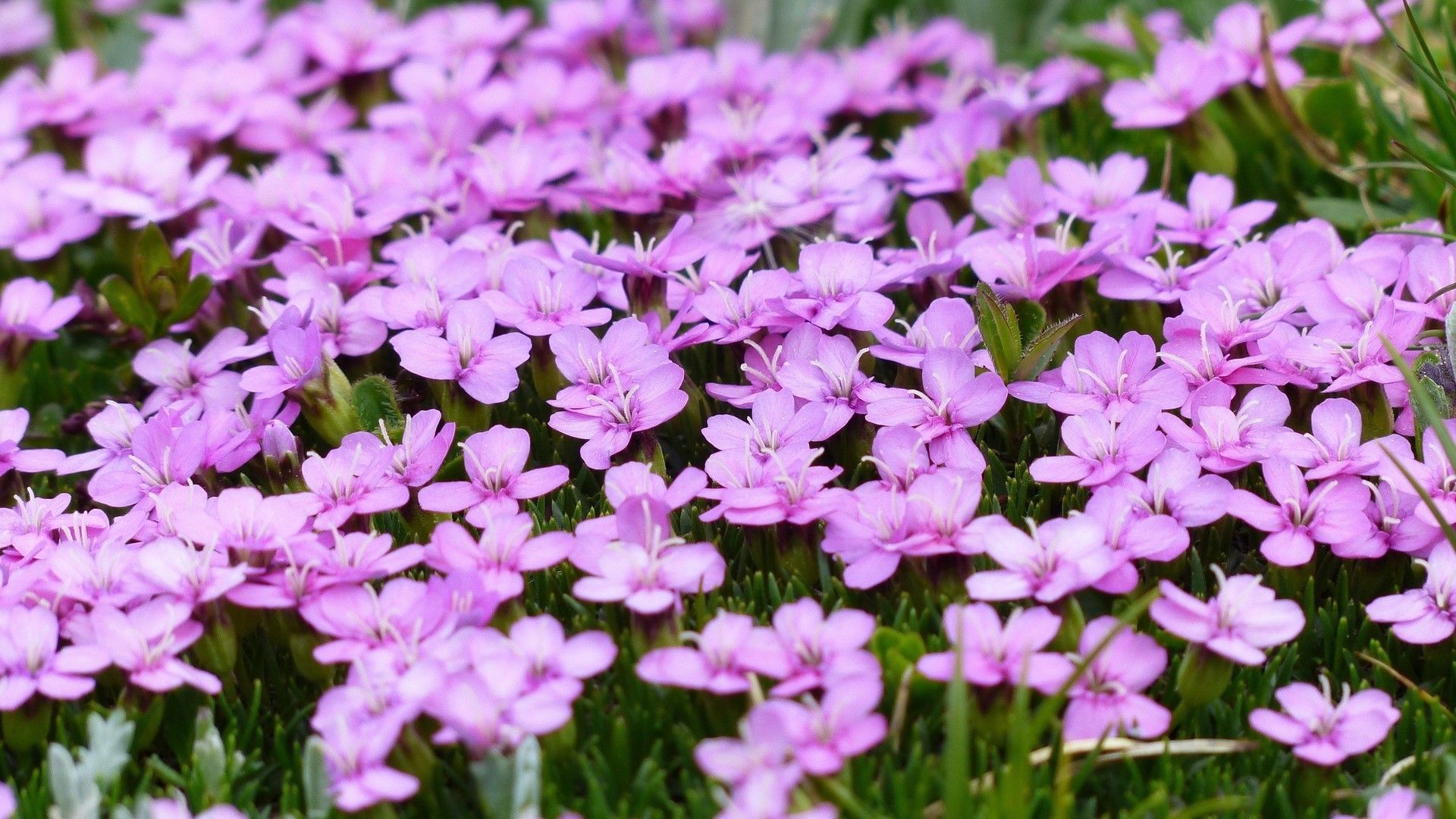 紫色系植物花卉高清唯美系列图片桌面壁纸