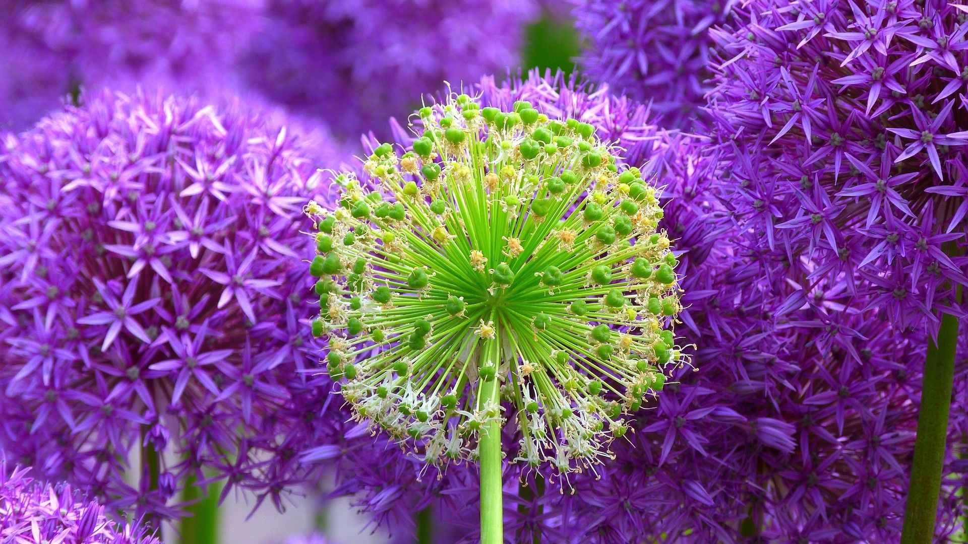 紫色系植物花卉高清唯美系列图片桌面壁纸
