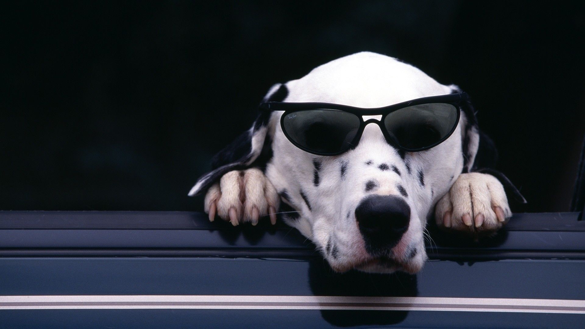 戴着黑色墨镜的酷酷狗狗可爱模样高清桌面大图