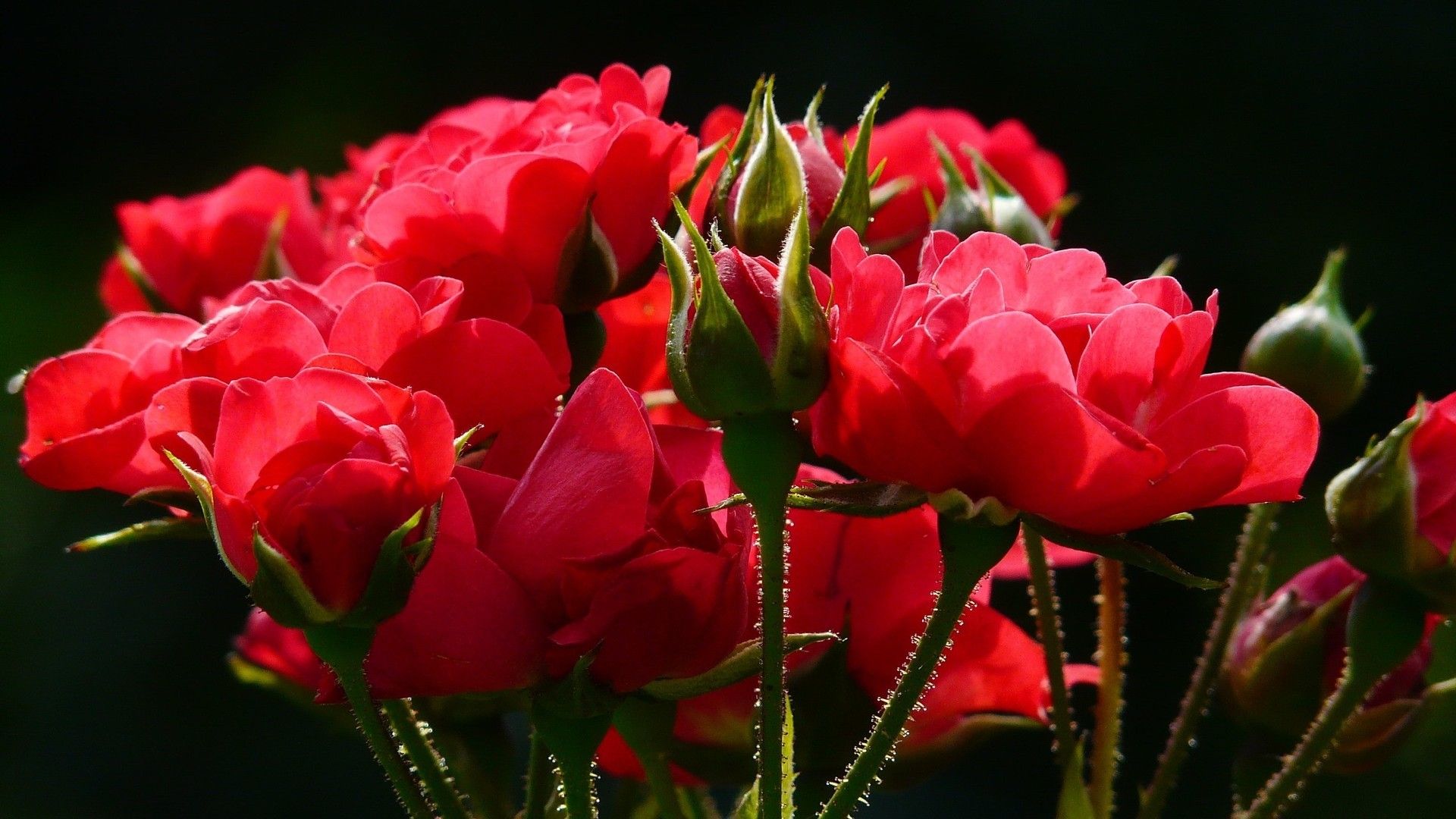 色彩鲜艳花朵与美食红色系背景简约素材大图