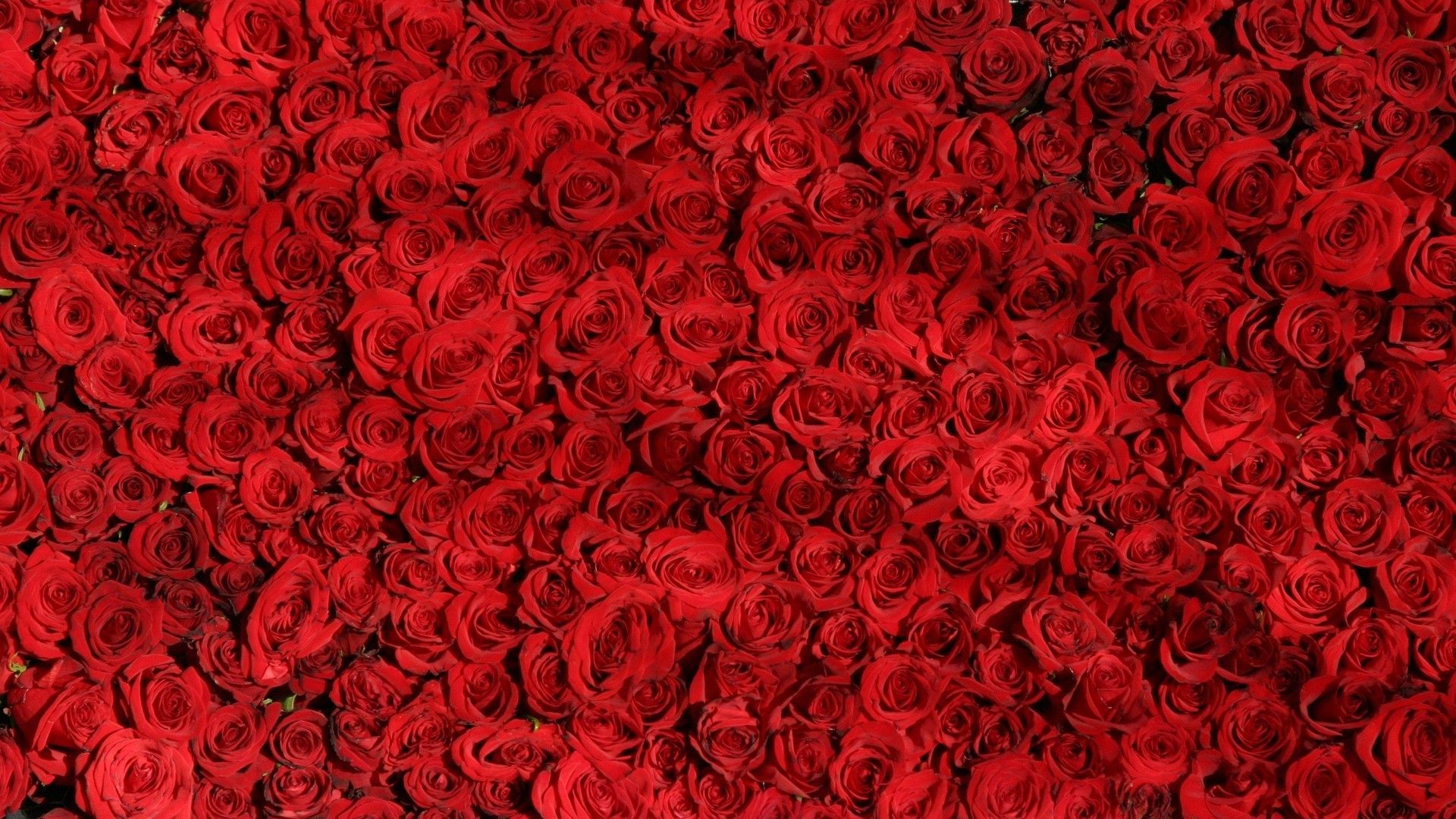 色彩鲜艳花朵与美食红色系背景简约素材大图