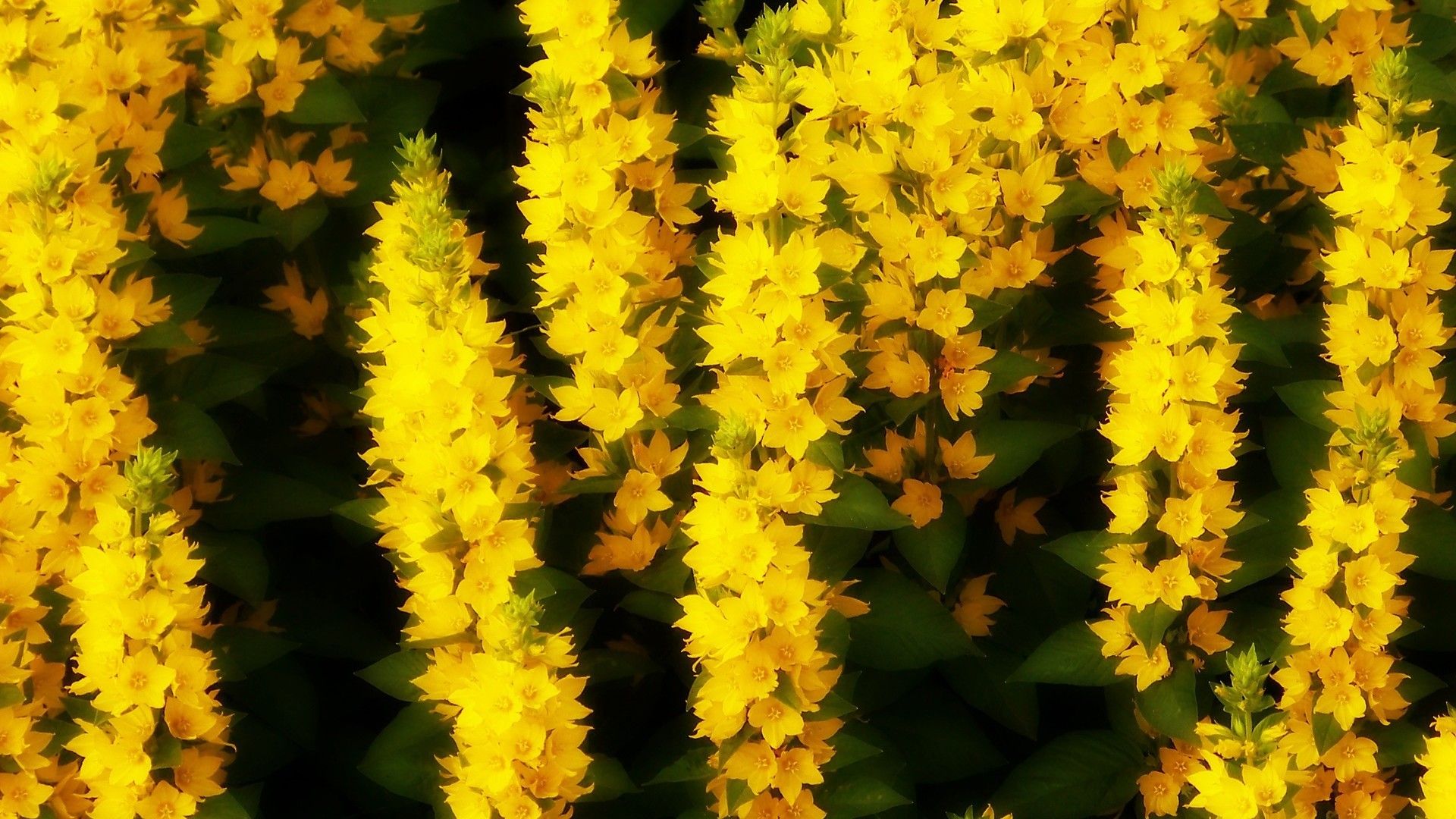 近距离拍摄野外的黄色花朵唯美风格桌面壁纸