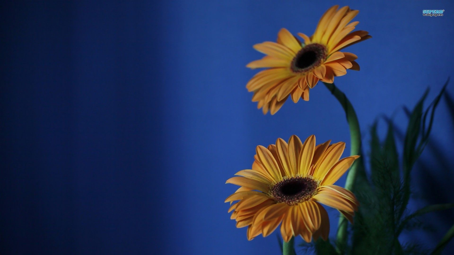 黄色的花朵或盛开或凋零循环往复高清桌面壁纸