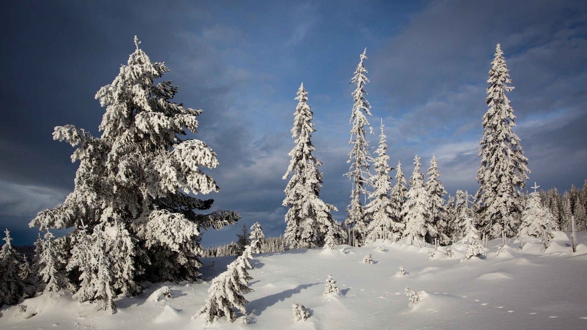 寒冷冬季优美雪景自然风景高清桌面壁纸