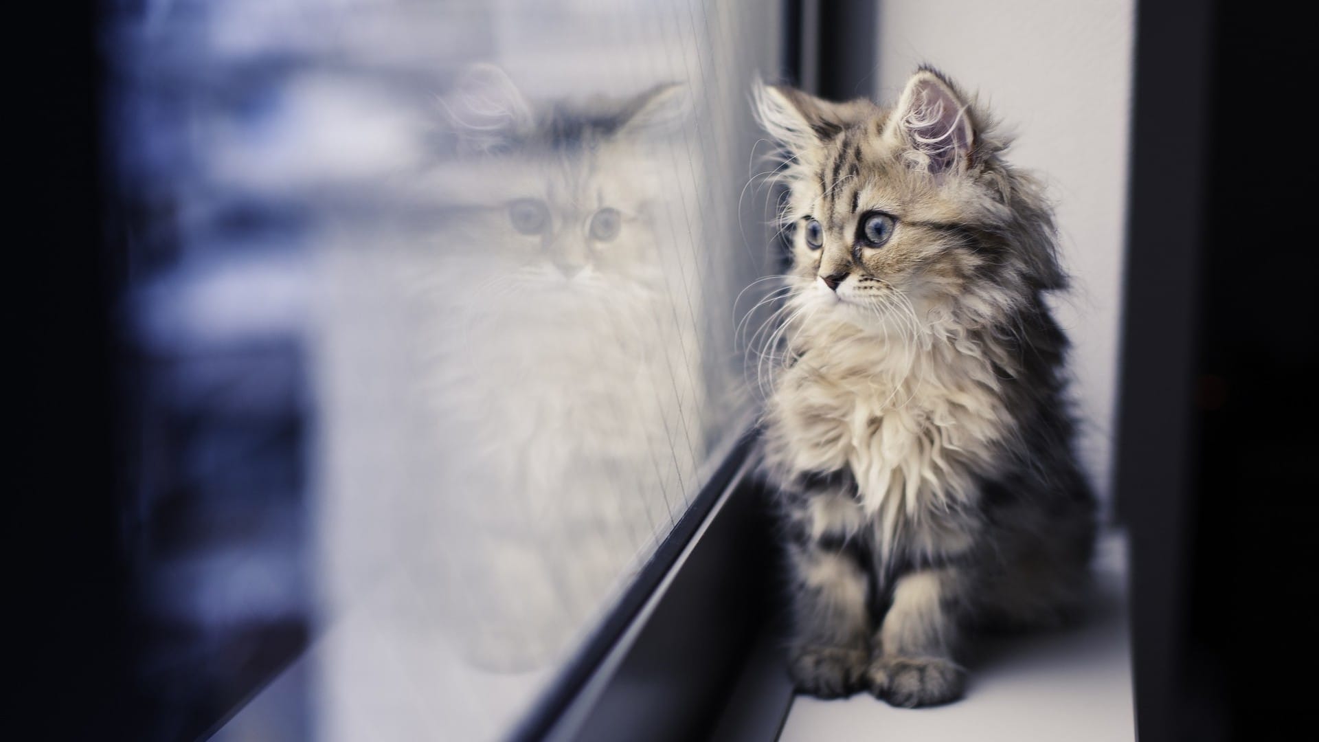 乖巧黏人的可爱猫咪眼巴巴望着窗外桌面壁纸