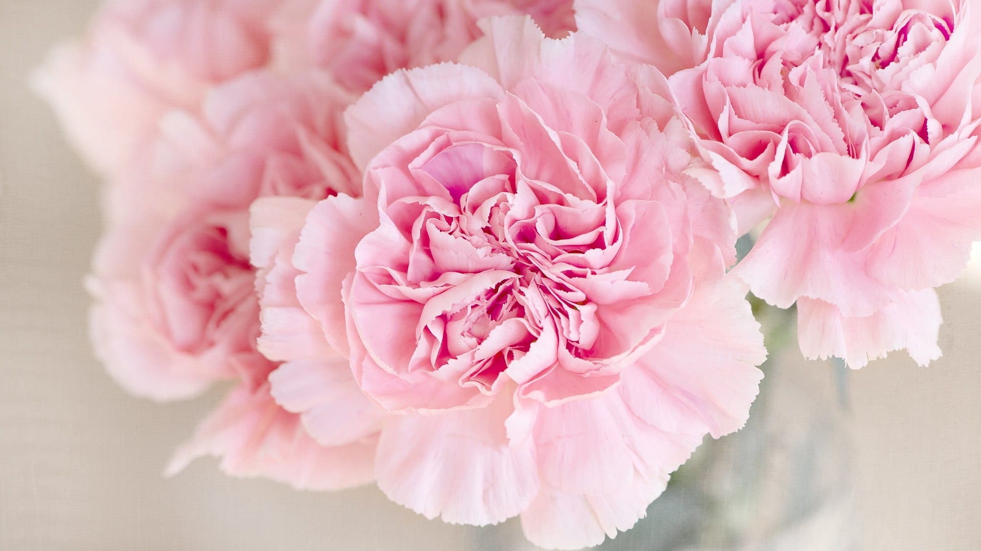 淡雅唯美的花瓣粉红系风格背景图片高清壁纸